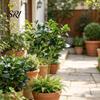 Fade Resistant Plants 3Pcs Artificial Peperomia Greenery with Faux Berries Reusable Holiday Home Decor for Table Centerpieces, Landscaping Decorative