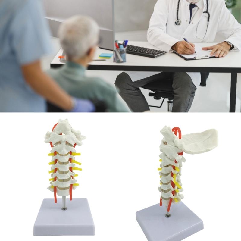 Anatomical Cervical Vertebrae Model Featuring Arteries Nerves Vertebral Discs Medicals Training Tool