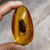 1Pc Insects Amber Gemstone Scorpion Natural Mineral Home Decor Insects Amber Gemstone Diy Hand Crafts Gift