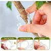 Secured Plastic Plant Clip, Garden Clips for Climbing Plants, Support Clips Tomato Grape Vine Vegetables Plant Fixing Clips