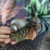 Snail Home Ornaments Courtyard Design Evil SnailsResin HandicraftsSnail Decorations
