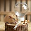 Automatic Hamsters Water Bottle Hanging Water Dispenser Bead Head Watering Bottle Drinking Supply for Pig Parrot Guinea Feeder