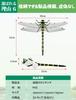JQDY 16cm Extra Large Insect Repellent Genuine Dragonfly Insect Bee Repellent Entrance Balcony Outdoor Camping Fishing 2025 New Model Onyanma-kun