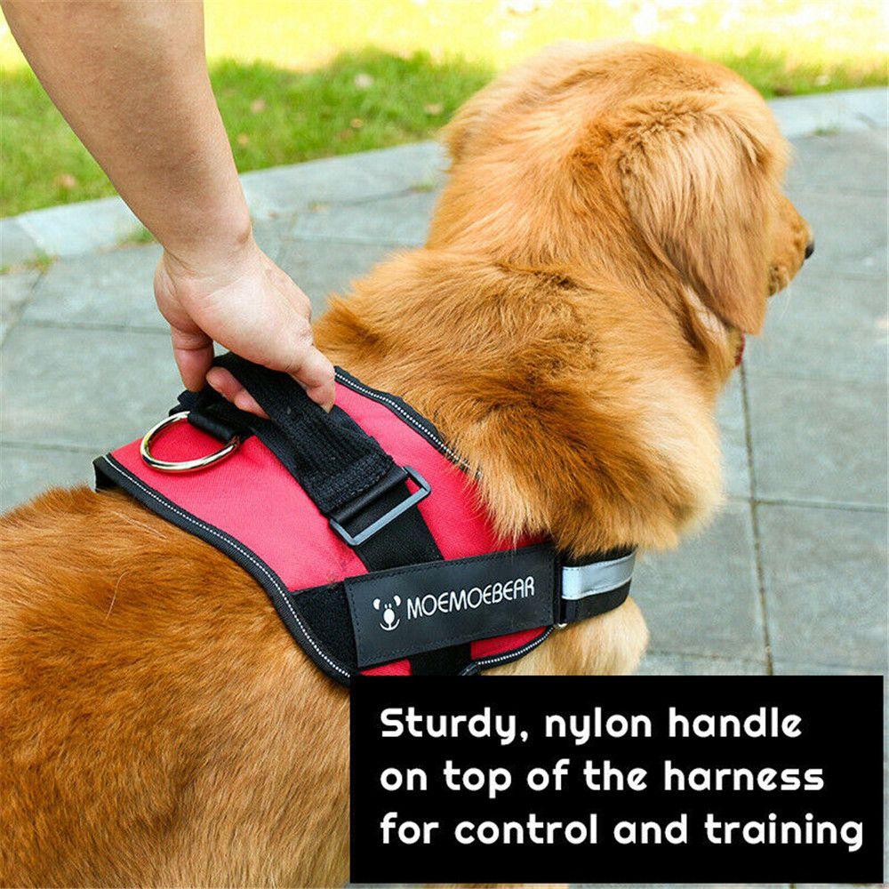 dog leash around chest