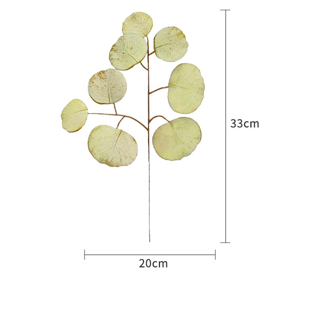 Simulation  Eucalyptus Colored Leaves Photo Shoot Photography Background Props Tabletop Home Decor