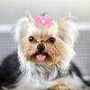 20Pcs Lace Trim Pet Hair Tie Bow Shape Pet Lace Headwear Dog Hair Flower  Festival Styling