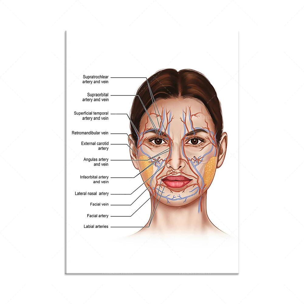 The Body Facial Anatomy Muscle Vessels Detailed Canvas Painting Human Structure Skeleton Education Poster Medical Decoracion