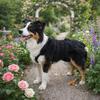 Hundeshorts Netz Damen Hundehosen Waschbar Atmungsaktiv Physiologische Hosen Auslaufsicher Bequem Haustier Unterwäsche Für Draußen