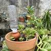 Clay Automatic Irrigation Dripper 4Pcs, Self-Absorbing Water Tip Irrigation Device, Upgraded Flowerpot Insertion Device, Suitable For Professional