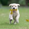 Interactive Cotton Rope Dog Toy Rabbit Bear Giraffe Octopus Shape Dog Chew Toy Bite-resistant Pet Squeaky Toy