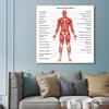 Human Organs Brain Liver Heart Anatomy Poster Print Canvas Painting Human Body Map Medical Classroom Office Room Home Decoration