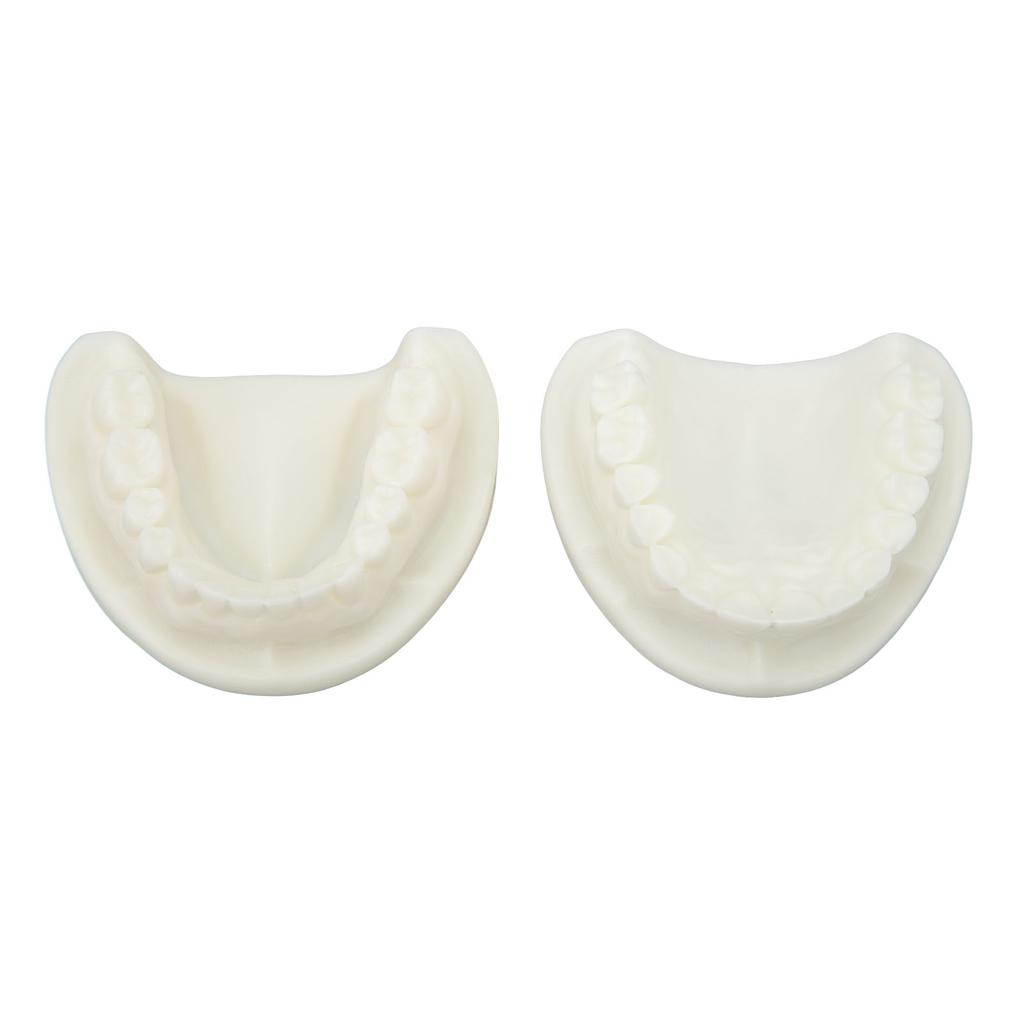 Tooth Model Educational Simulation White Corundum Dental Model for Teaching Study Supplies