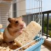 Kaninchen Spielzeug 4 Stück Kausnacks Nährstoffunterstützung Gesundes Hamster Spielzeug für Haustier Kleintier Chinchillas Familie Innen