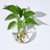 Decorative Wall Planter Hanging Glass Clear Flower Vase for Hydroponics Plants Greenery Home Decor Mount Terrarium Propagation Station Bathroom Office