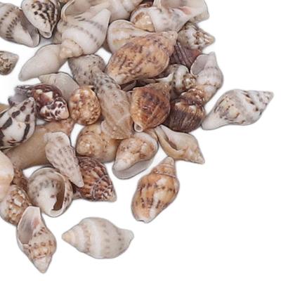 1400pcs Shell Non Porous Tiny Sea Shells Colorful 7-12 Mm Mixed Sea Shells Natural Spiral Seashells DIY Fish Tank