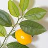 Artificial Lemon Branches Lemon with Green Leaves Lifelike Fake Lemon Leaf Picks Home Table Decoration Garden Kitchen Vase Decor