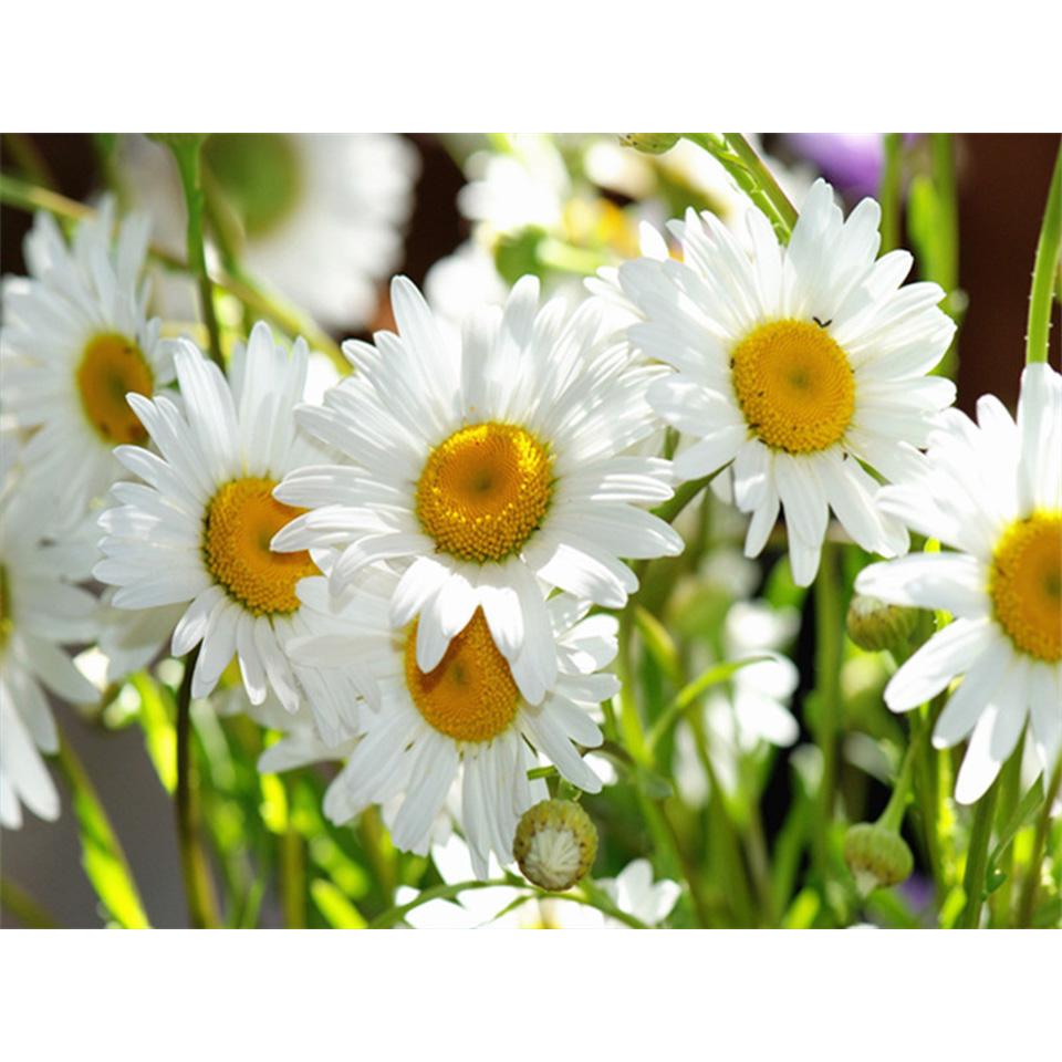 5D DIY Diamond Painting Flower Cross Stitch Kit Diamond Embroidery Rhinestone Picture Mosaic Home Decoration Hand-Mosaic Gift