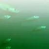 5V USB LED Fishing Light IP68 Lure Fish Finder Lamp Attracts Prawns Squid Krill 4 Colors Underwater Lights