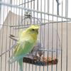 Durable Hanging Parrot Feeding Trough Bird Food Container Bird Cage Feeder Bird Accessories
