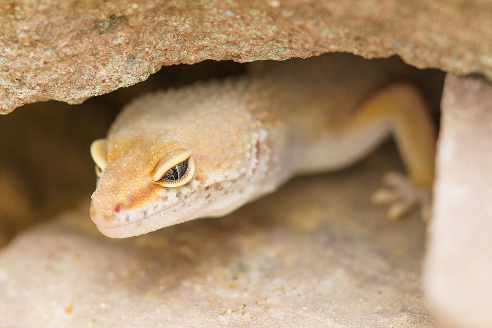 Terrarium Decoration, Hiding Place, Grotto, Rock, for Snake, Gecko, Spider, Turtle