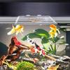 Pești și animale marine – Decorul acvariului