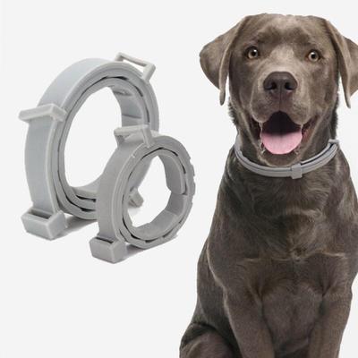Köpek – Köpek Tasmaları ve Tasma Kayışları