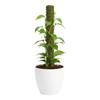 40cm Plant Climbing Coir Totem Pole Gardening Coconut Stick For Climbing Plants Vines And Creepers Plant Support Garden Supplies