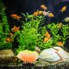 Aquariumdekorationen Pflanzen Aquariumdekorationen Pflanzen Aquariumzubehör Dekor Thematische Ornamente Für Aquarium