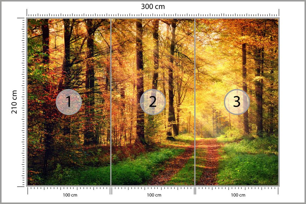 Photomural Forest Autumn Colours Smooth Vinyl 300x210