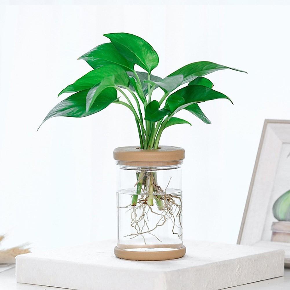 Breathable Clear Plant Container for Small Indoor Gardens and Decor
