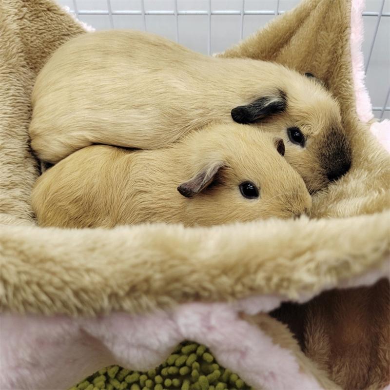 Hammock Birds Plush Hanging House Small Animals Squirrel Double Layer Hammock Beds Parrot Nest Squirrel Warm House