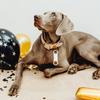 6Pcs Silicone Dog Id Tags Band Replacement Silent Elastic Slide On Collar Holder Noiseless Pet Name Tags for Dogs Cats