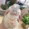 1pc Small Hamster Brush, Soft Bristle Massage Brush, Long Hair Hamster Cleaning Combing Brush, Bath Mini Brush