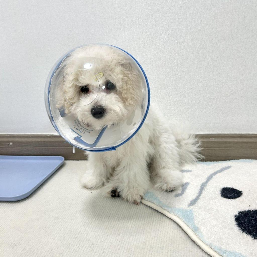 Anti-Leck- und Beiß-Elizabeth-Kragen für kleine Hunde - Vertiefte Kopfbedeckung Maulkorb zum Spazierengehen