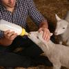 Durable Lamb Feeding Bottle with Nipple and Comfortable Grip Lamb Feeders Large Capacity Easy Feeding