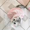 Breathable Anti-Shedding Princess Dress for Kittens and Cats, Ideal for Ragdoll and British Shorthair