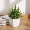 Eucalyptus Potted Greenery Plant For Indoor Living Styling Room