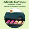 Incubator for Hatching Eggs Automatic Egg Turning 10 Eggs LED Efficient Egg Illumination Display