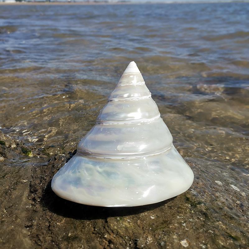 Large Conch Seashell Ornament for Wall Decor, Aquarium Aquascaping, and Sea Sound Collection