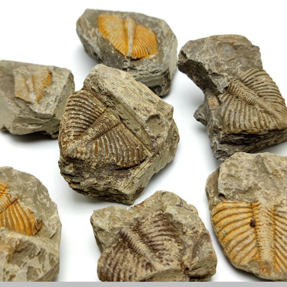 Three-leaf Worm Original Stone Marine Life Stones Crafts Natural Trilobite Tail  Raw Specimen
