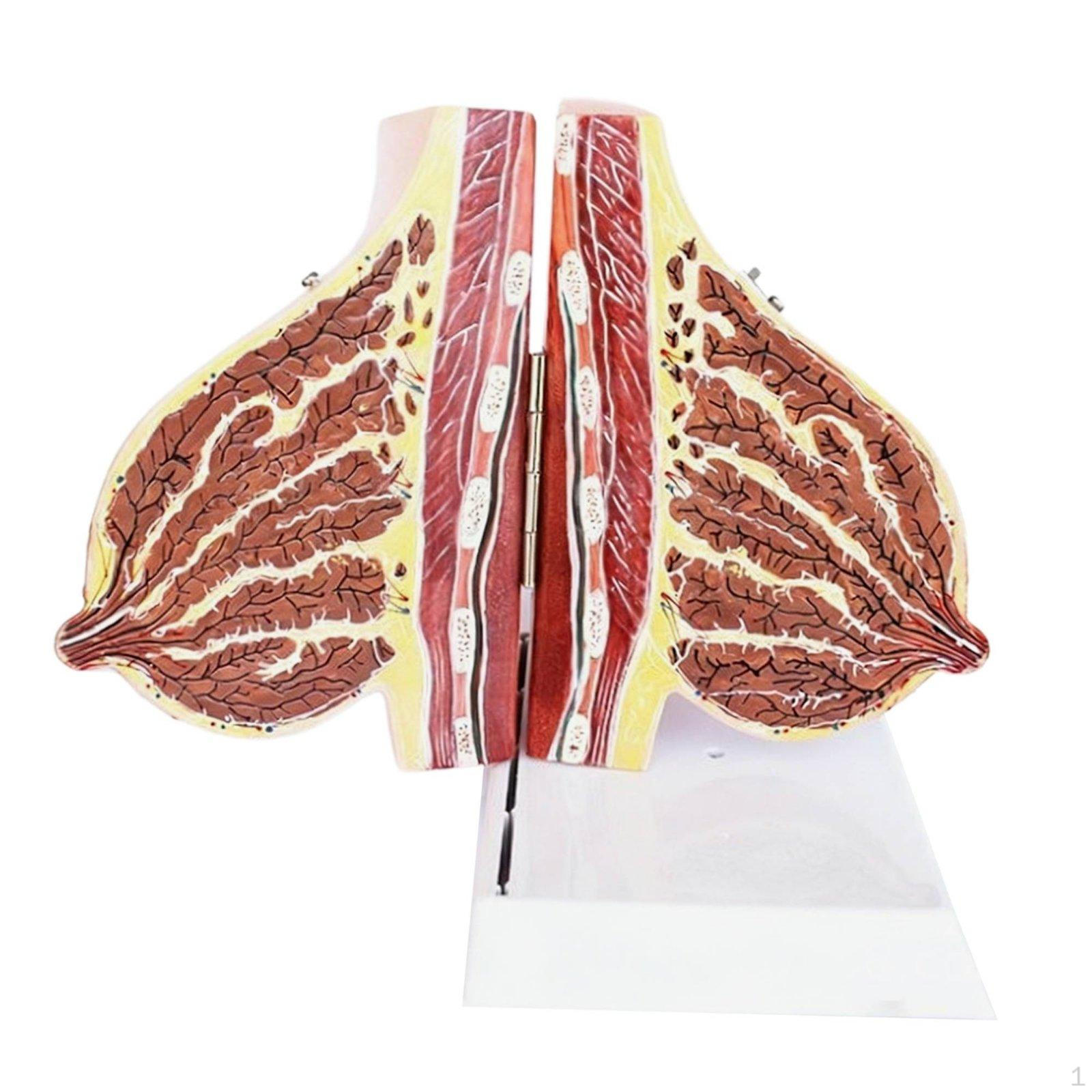 Female Breast Structure Model High Simulation CrossSection Realistic Texture Medical