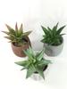 Huashe Red Air Succulent: Creative Faux Green Plant for Home Décor