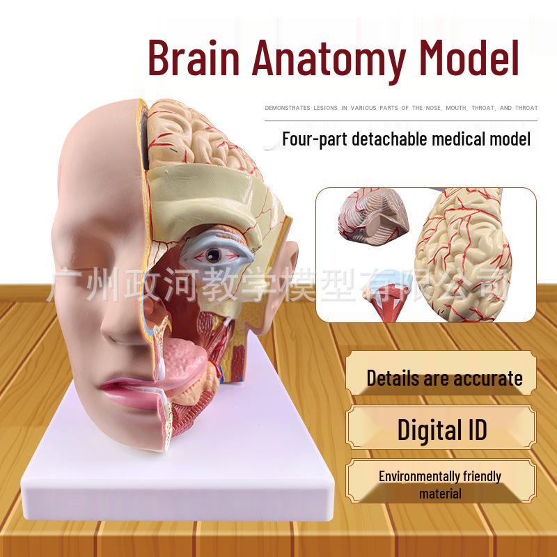 Natural Size Head Anatomy Model with Cerebral Arteries, 4-Part Mid-Sagittal Brain Section 24x19x27 cm