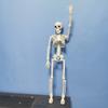 40cm Active Human Skeleton Model Medical Learning Anatomy Skeleton Modle Halloween Party Decoration