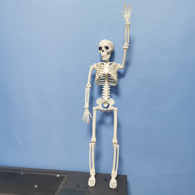 40cm Active Human Skeleton Model Medical Learning Anatomy Skeleton Modle Halloween Party Decoration