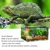 transparent acrylic box Terrarium for reptile and amphibian cricket Turtle Spider snail Glass shelter terarium terraria gecko