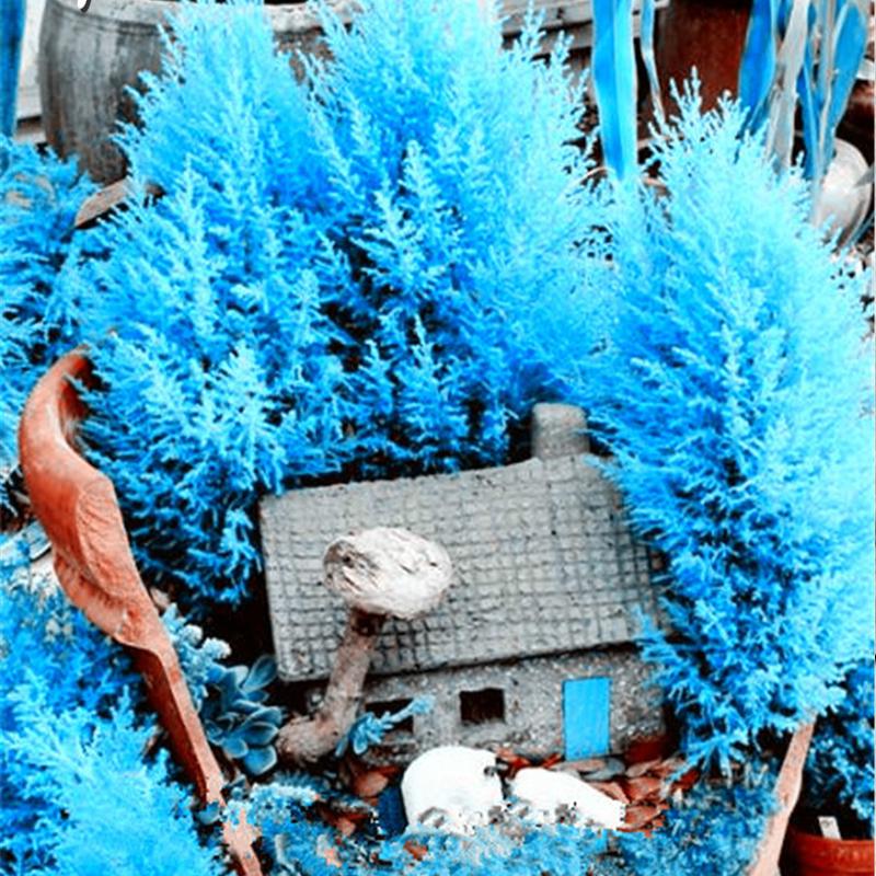50Pcs Blue Cypress Tree Indoor Outdoor Desk Ornamental Plants Rare