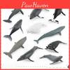 Marine Creature Display Figures Pvc Static Beluga Whale And Whale Models For Classroom And Home Decor