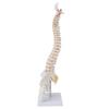 Vertebral Column Model Flexible Spine Caudal Vertebra Anatomical Model with Spinal Nerves for Science Classroom Teaching