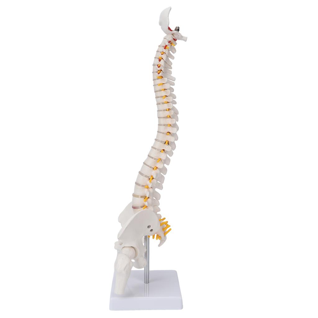 Vertebral Column Model Flexible Spine Caudal Vertebra Anatomical Model with Spinal Nerves for Science Classroom Teaching